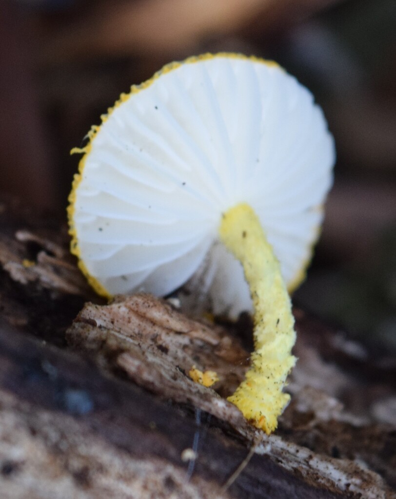 Cyptotrama asprata · May 2026 · photo: © davidwhyte (iNaturalist, cc-by-sa)