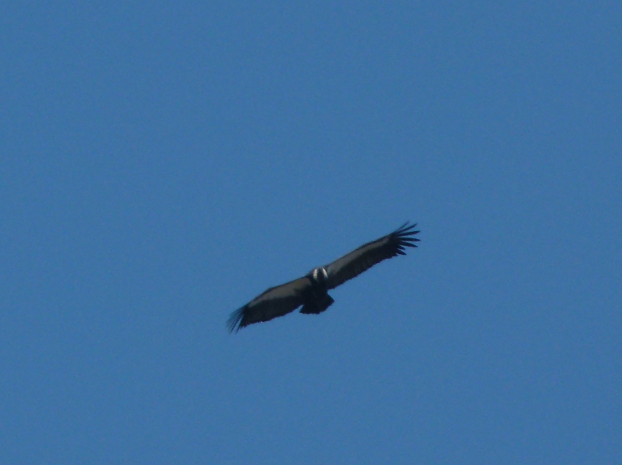 White-rumped Vulture