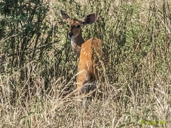 Tragelaphus scriptus bor