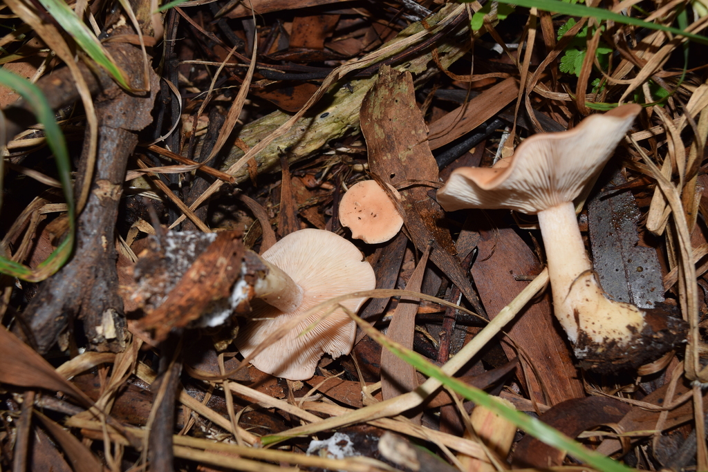 Rhodocybe piperita · May 2026 · photo: © davidwhyte (iNaturalist, cc-by-sa)