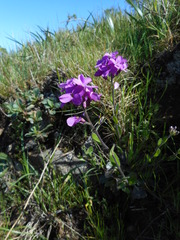 Arabis blepharophylla