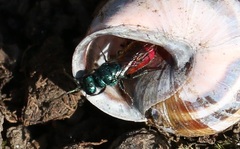 Chrysura trimaculata