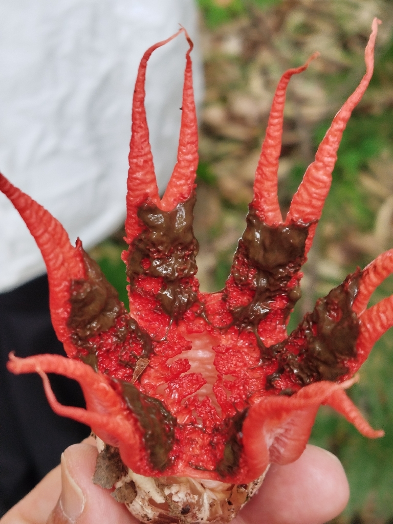 Aseroe rubra · May 2026 · photo: © celestino_quintela_sabaris (iNaturalist, cc-by)