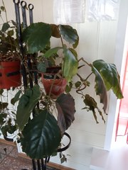 Tetrastigma voinierianum