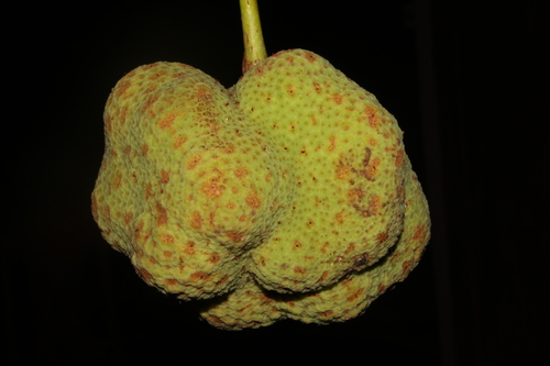 Parartocarpus observed 2019-09-05