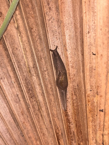 Parmarion martensi