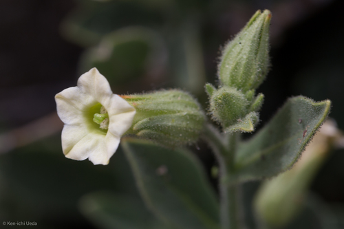 desert tobacco