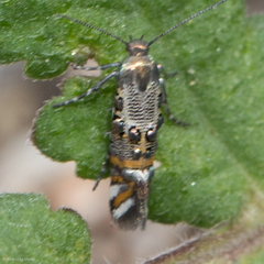 Lithariapteryx jubarella