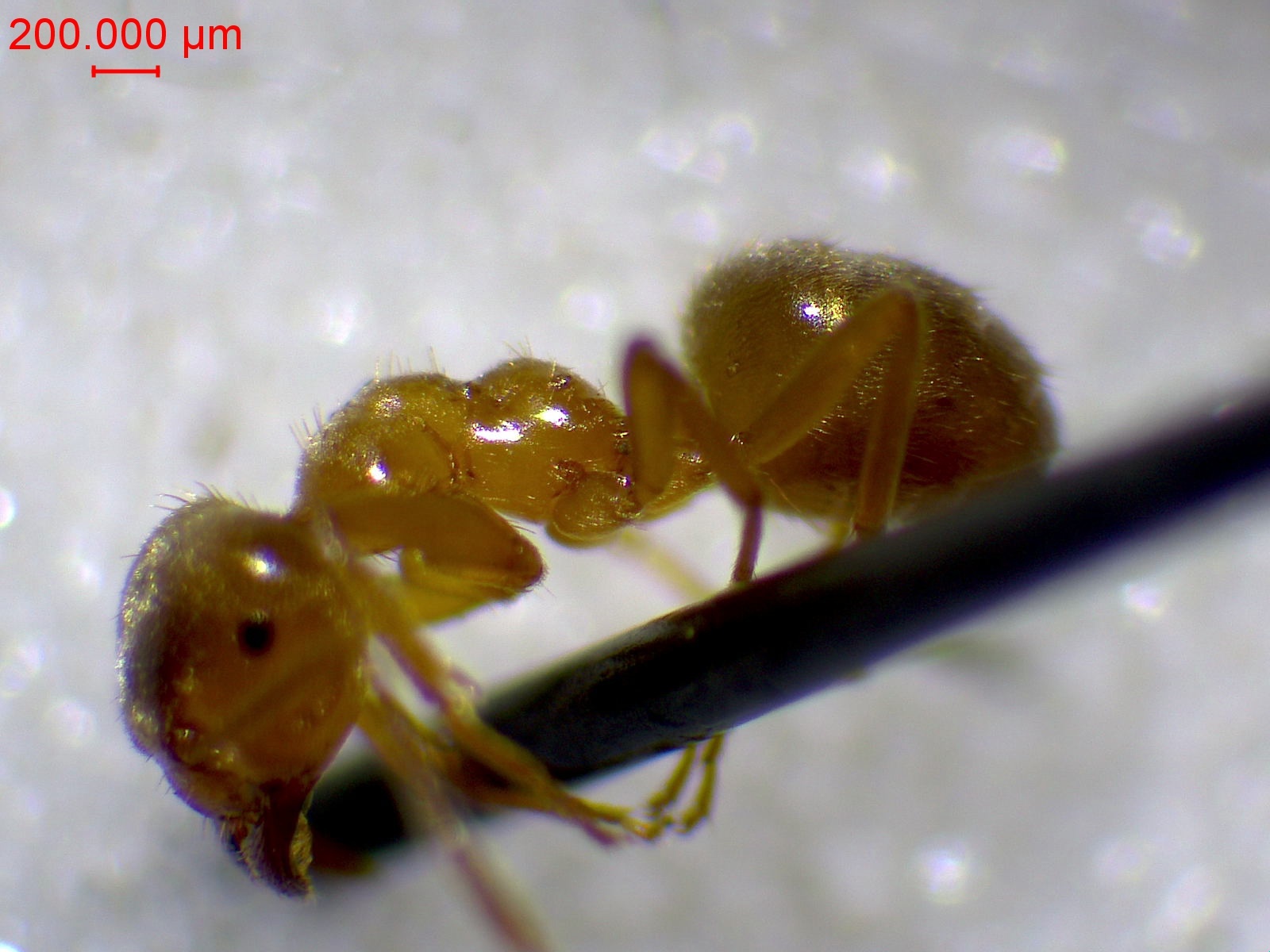 Lasius reginae