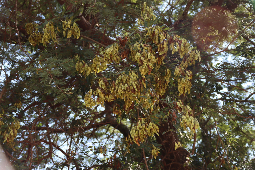Dalbergia obovata; photograph (c) Tony Rebelo, some rights reserved (CC BY-SA)