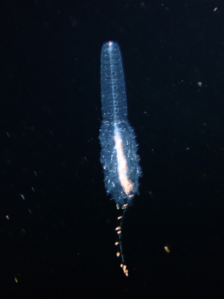 Agalma okenii (Agalma okenii)