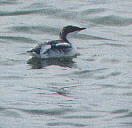 Brachyramphus perdix