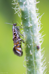 Lithariapteryx jubarella