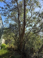 Eucalyptus kitsoniana, photograph author not stated, no rights reserved