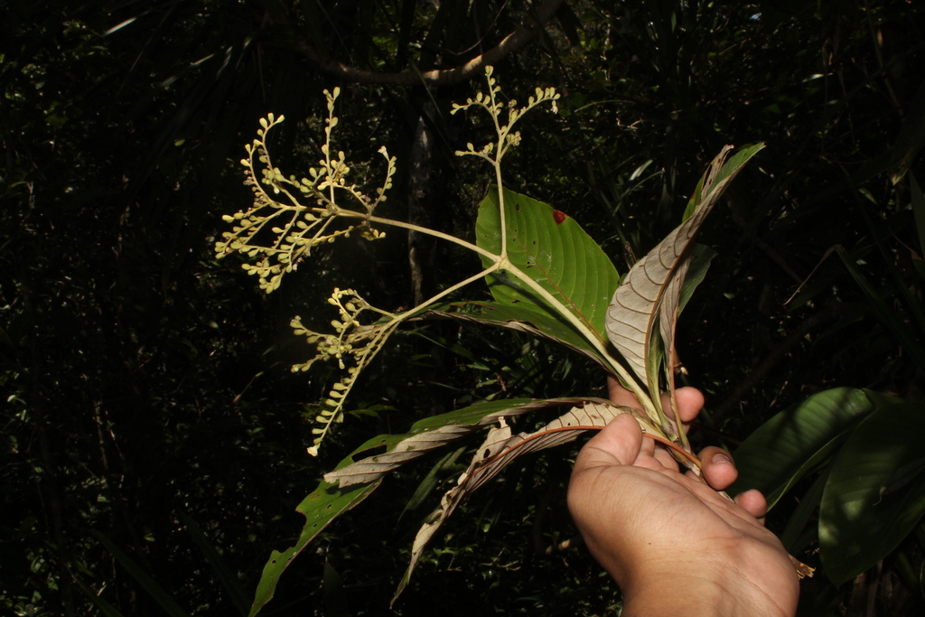 Greeniopsis