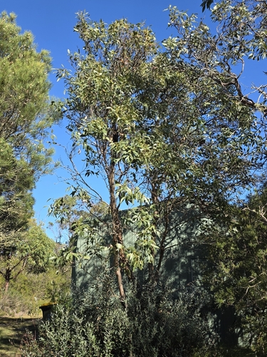 Eucalyptus kitsoniana, photograph 5