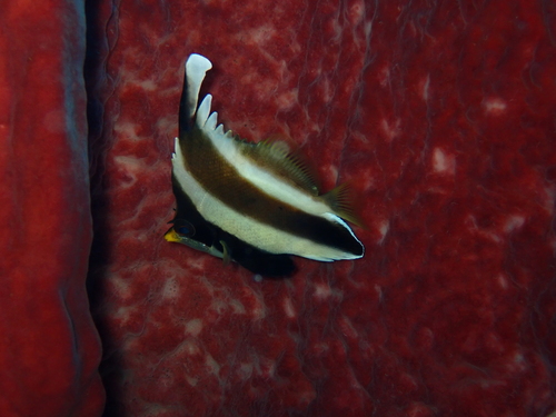Heniochus chrysostomus