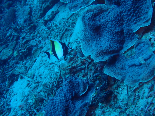 Zanclus cornutus