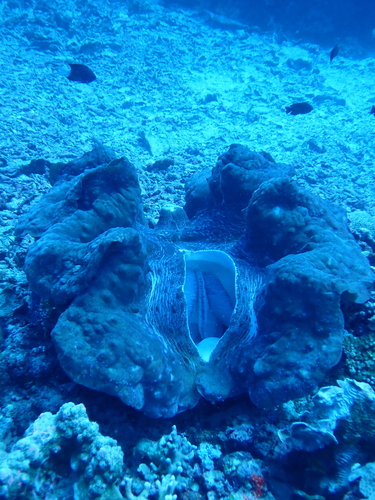 Tridacna gigas