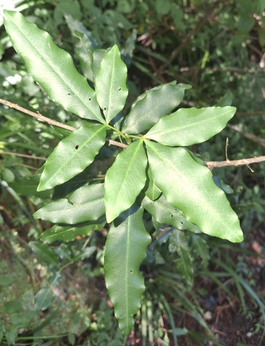white-ironwood