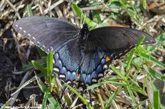 Papilio glaucus glaucus