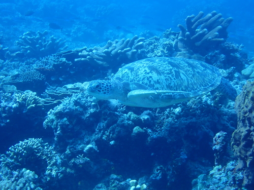 Chelonia mydas