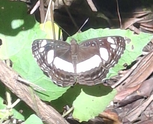 African Spotted Sailer