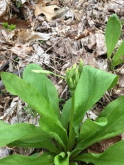 Primula meadia
