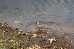 Turdus pilaris