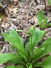 Primula meadia