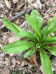 Primula meadia