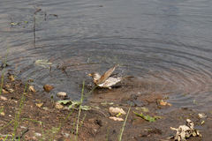 Turdus pilaris