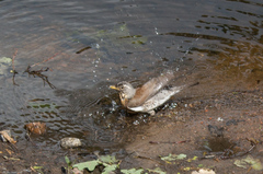 Turdus pilaris