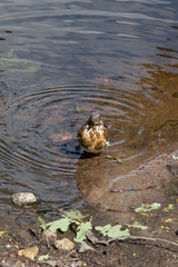 Turdus pilaris