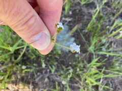 Cryptantha clevelandii