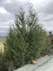 Cupressus forbesii
