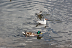 Anas platyrhynchos