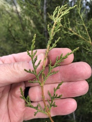 Cupressus forbesii