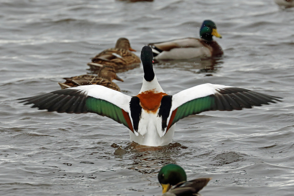 Foto de Common Shelduck