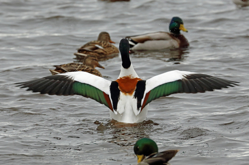 Foto de Common Shelduck