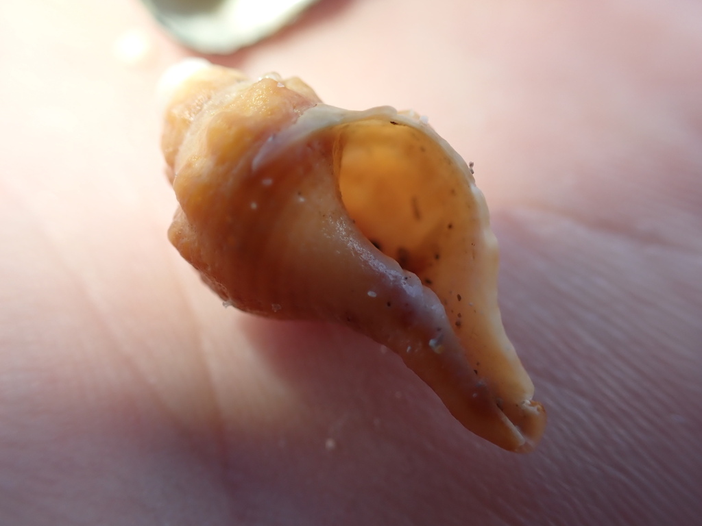 Australian Horse Conch from Inneston SA 5577, Australia on May 7, 2026 ...