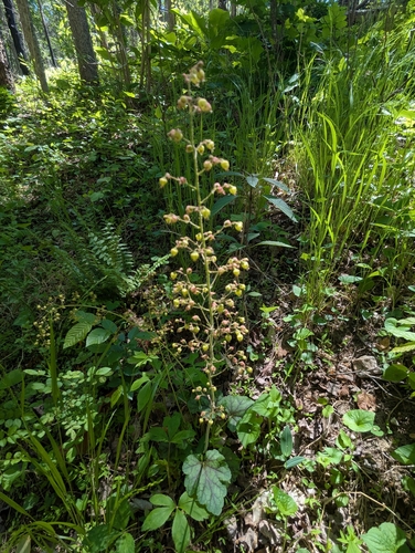 Heuchera caroliniana, photograph 1