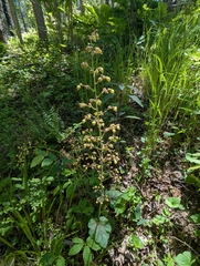 Heuchera caroliniana