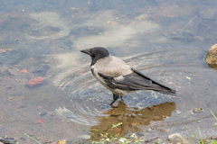 Corvus cornix