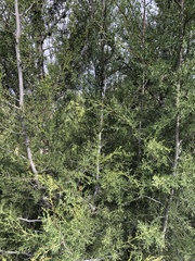 Cupressus forbesii