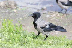 Corvus cornix