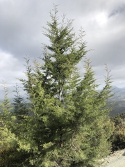 Cupressus forbesii