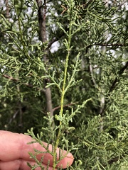 Cupressus forbesii