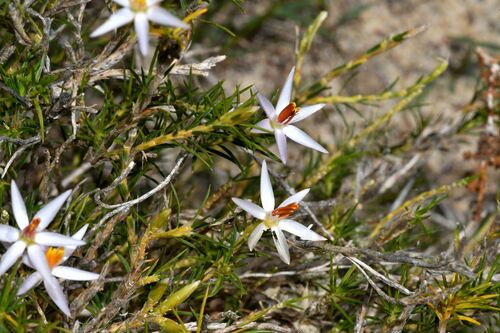 Calectasia narragara (Calectasia narragara)
