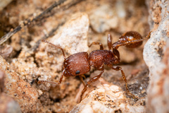 Pogonomyrmex pima